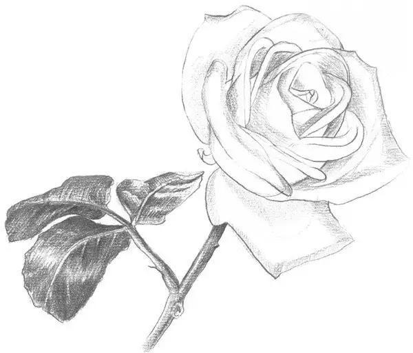神奇的素描!用铅笔画一枝白玫瑰