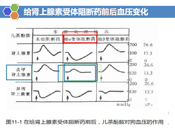 医药故事第43讲交互之感八翻而转之当肾上腺素遇见酚妥拉明