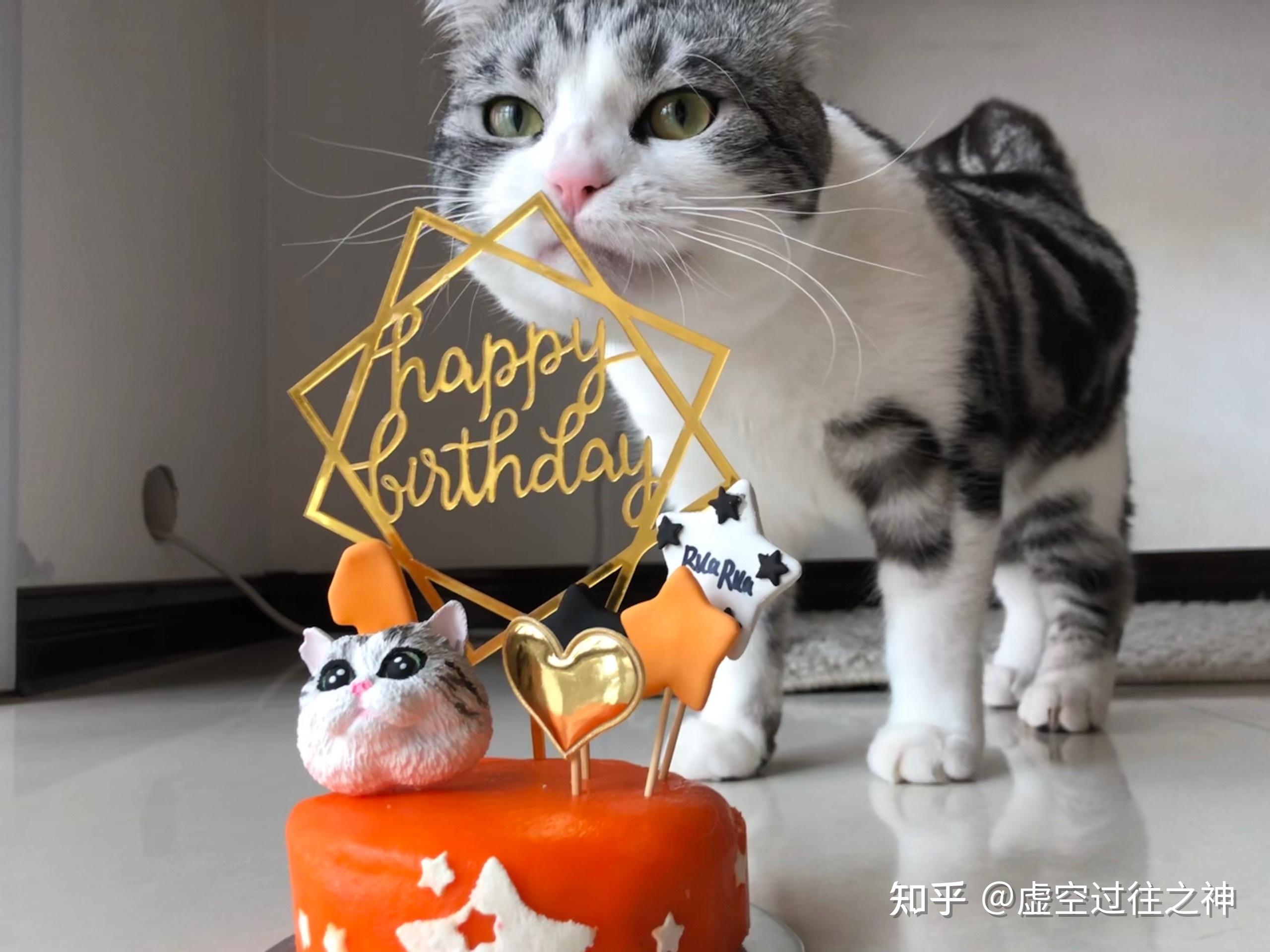 请问怎么给猫咪过生日呢