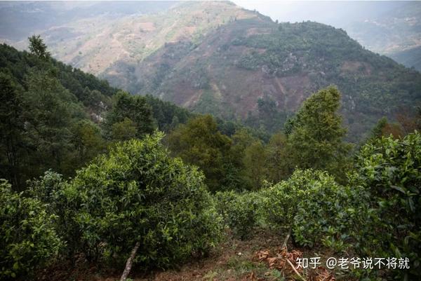磨烈属于勐库茶区的懂过行政村,是勐库西半山中,名气为上的名寨,位置