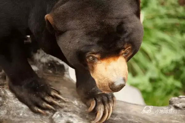 世界上最不可爱的熊马来西亚小众旅行目的地