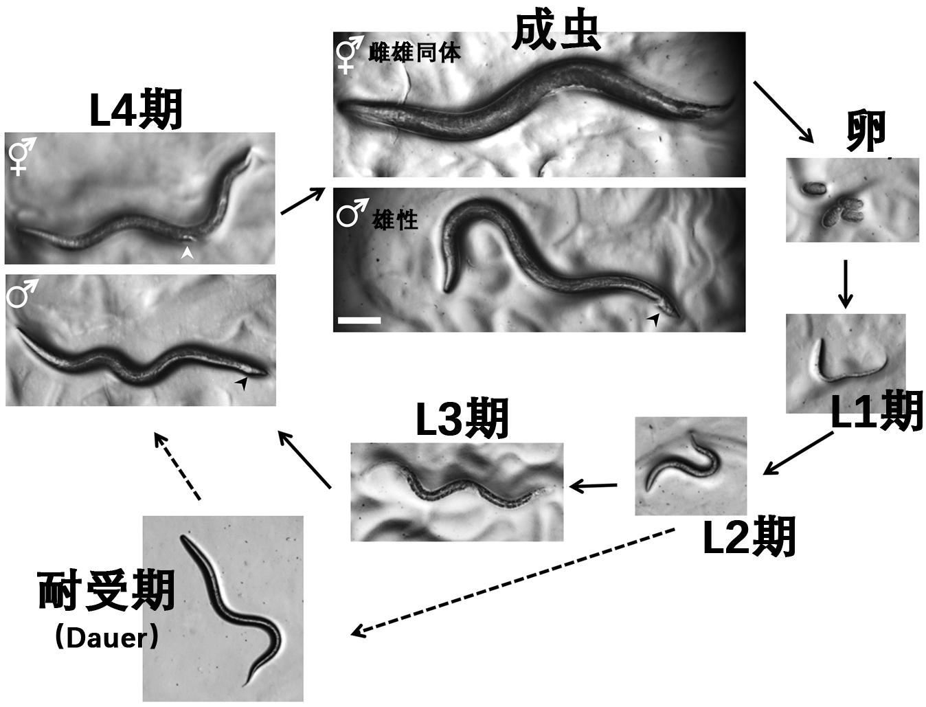 趣味模式生物体态优雅的秀丽隐杆线虫