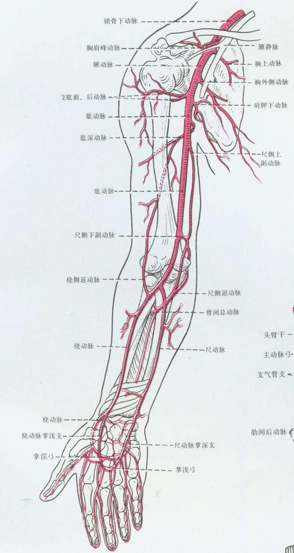 先是从上肢动脉解剖开始.