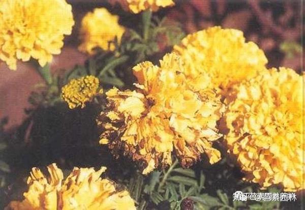 秋季菊花病害——影响了您赏花了吗?