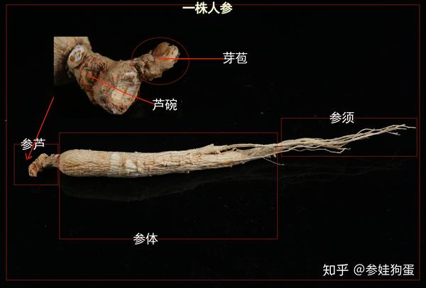 虽参品姿态各异,但一株人参的组成部分如上图,由参芦(其中有参碗,芽苞