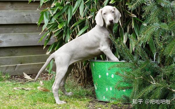 威马猎犬
