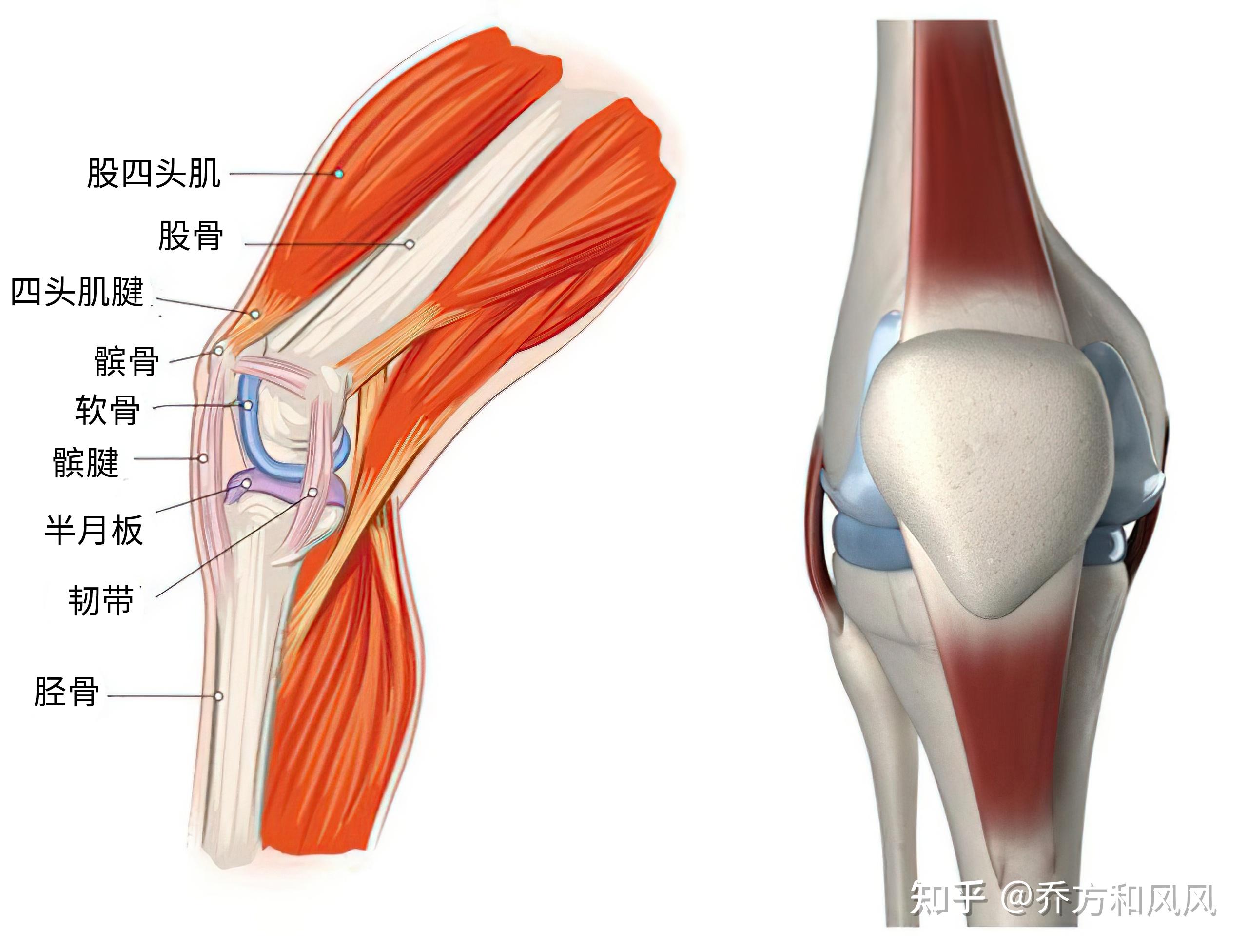 我们已经了解了与膝关节稳定有关的韧带,关节囊,半月板和肌肉肌腱