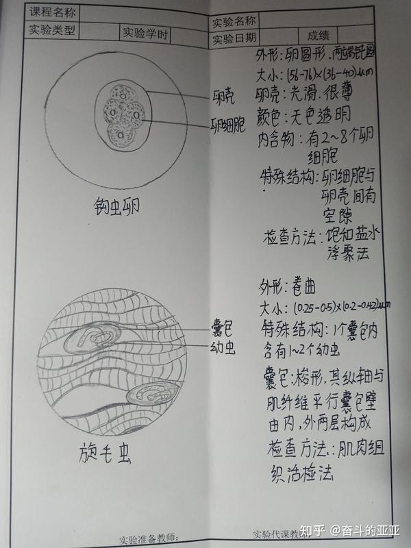 人体寄生虫实验报告