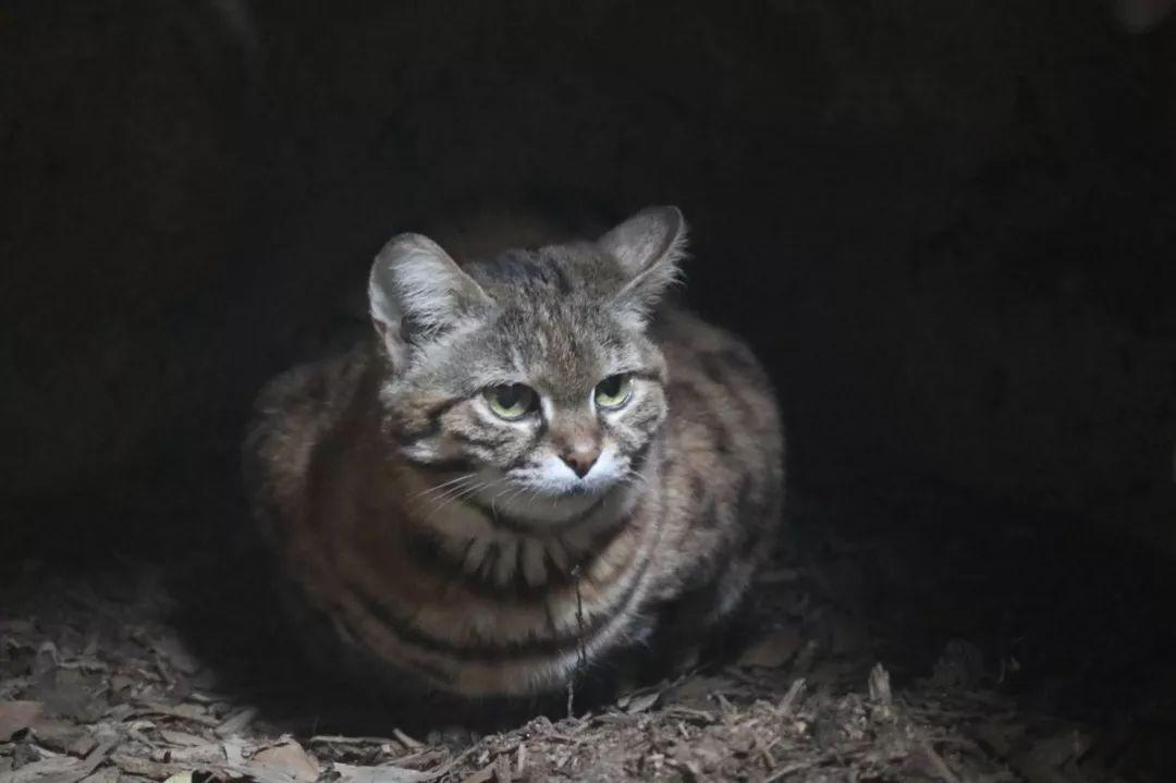 非洲最小的猫堪称杀戮机器狩猎效率超过狮虎全世界禁养