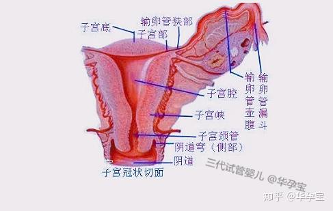慈铭博鳌试管知识分享:女性子宫内膜厚度与试管婴儿受孕的关系