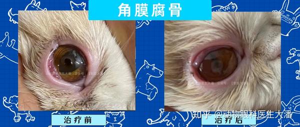 猫角膜坏死角膜腐骨怎样保守治疗