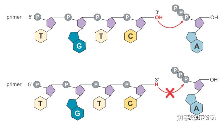 可逆终止子–illumina统治ngs行业十数载的核心