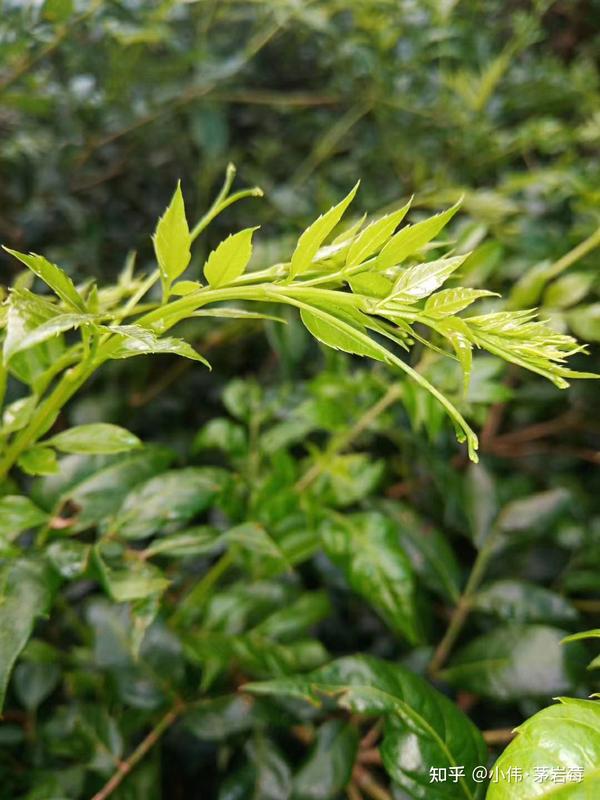 茅岩莓茶属葡萄科,蛇葡萄属中的显齿蛇葡萄,非茶科.