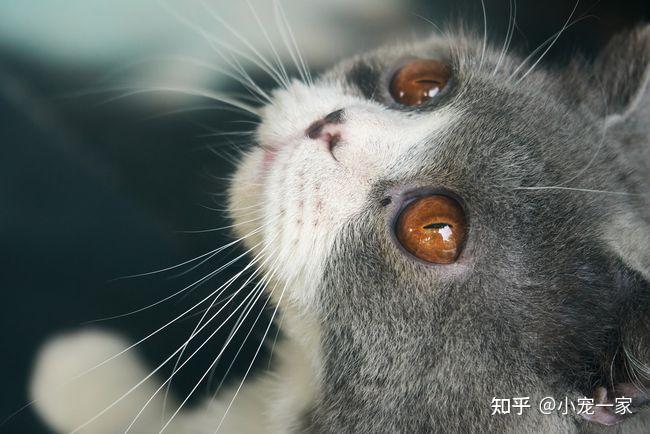 猫很可能是因为感染了眼线虫,刺激到眼睛,导致分泌物异常的多