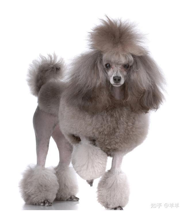 泰迪不是贵宾犬里毛发修剪的类型吗?为什么不直接叫贵宾?