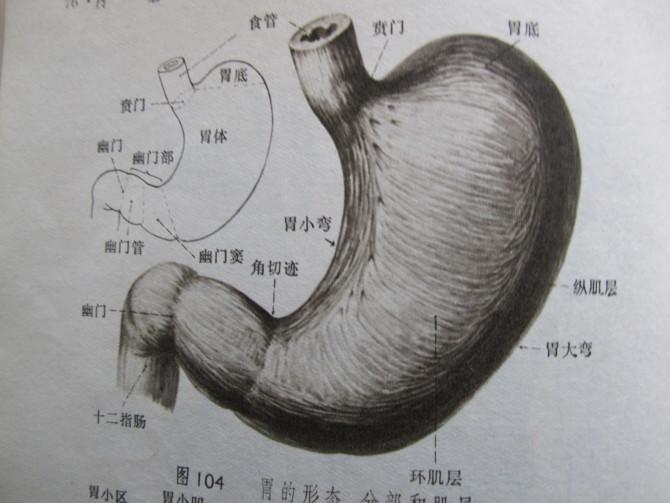 胃镜检查,浅表性胃炎,胃窦糜烂