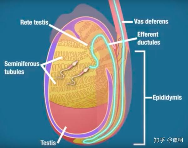 于是他冲向了输精管(vas deferens)!