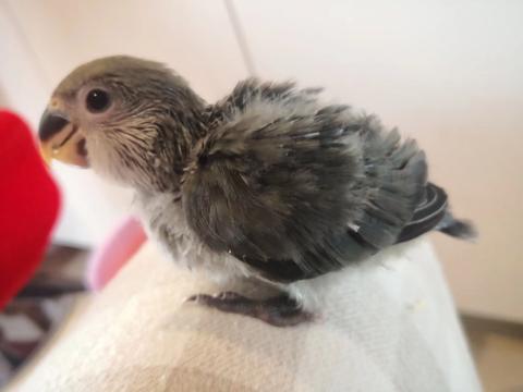 宠物是牡丹鹦鹉,20天大养到快三个月.是一只墨银顶,叫墨墨.