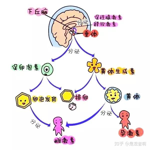 知识点 下丘脑-垂体-卵巢轴是一个完整而协调的神经内分泌系统,三者的