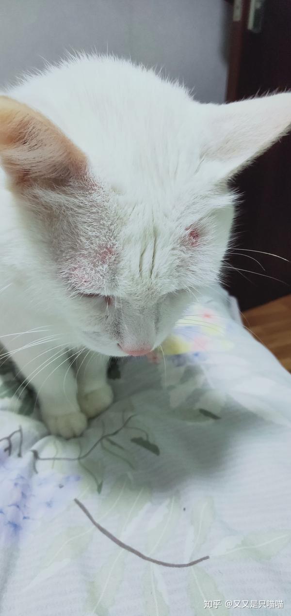猫藓大作战ing
