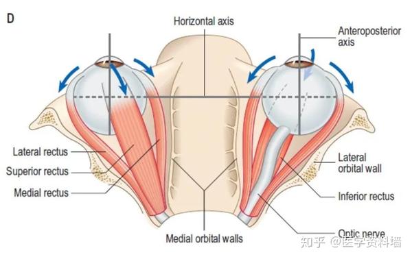 睫状体产生>后房>前房>前房角的小梁网>schlemm管>集液管>房水静脉>