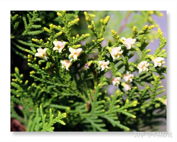 12月8日的生辰花,侧柏花