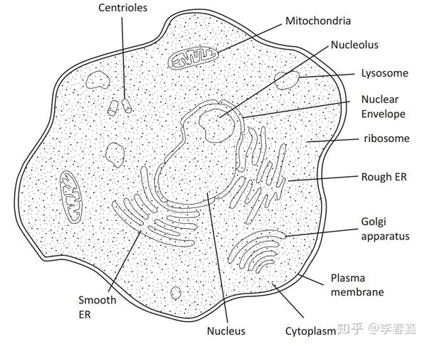 真核细胞画图,引自 biology for the ib diploma.