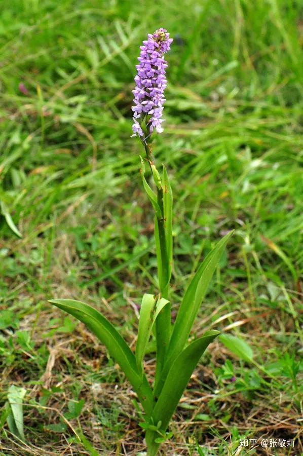 手参属 gymnadenia 中文名:手参 拉丁学名: gymnadenia conopsea