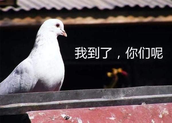 鸟类鸽蜘蛛鸟动物600_428剧情电影鸽子图片