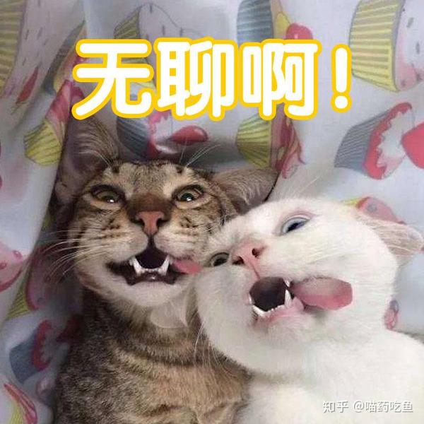 猫的无聊真的无药可救吗