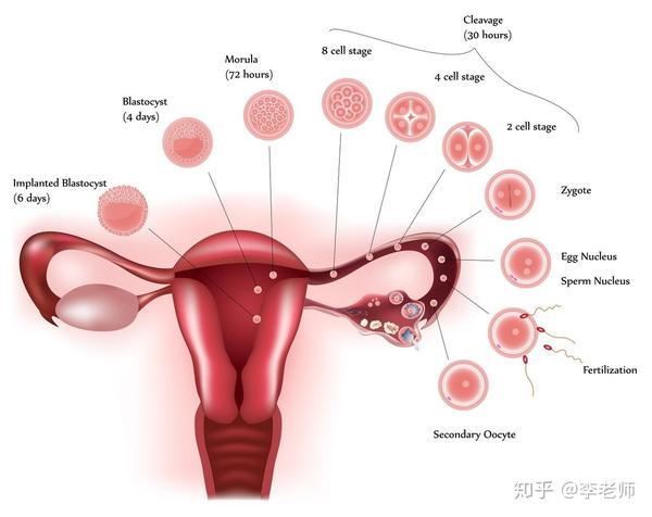 宝妈看过来:关于恶露问题,这几点你都知道吗?