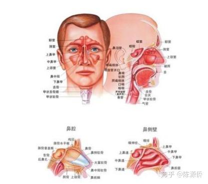 为什么你的临床报告中会出现鼻甲肥大