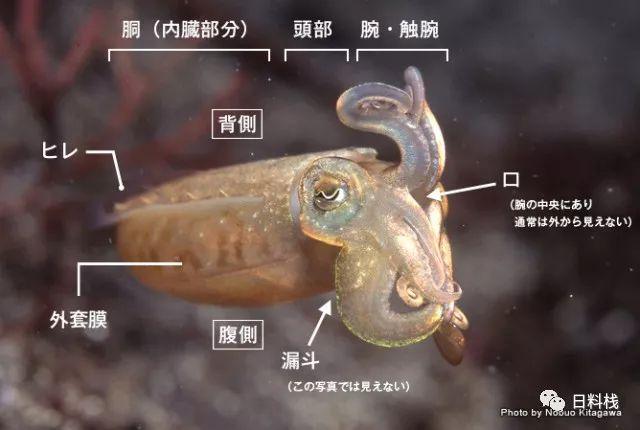 (看,一只飘逸的喷墨的章鱼!