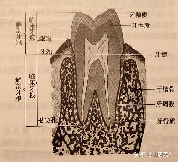 是牙发挥咀嚼的主体 牙颈:牙冠与牙根交界处形成的弧形曲线,称为牙颈