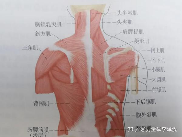 训练硬拉导致腰部不适的各种原因