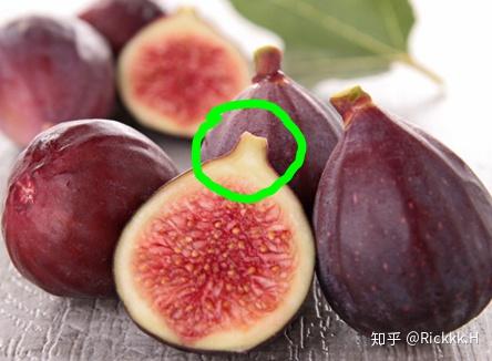 无花果果实与茎叶连接处