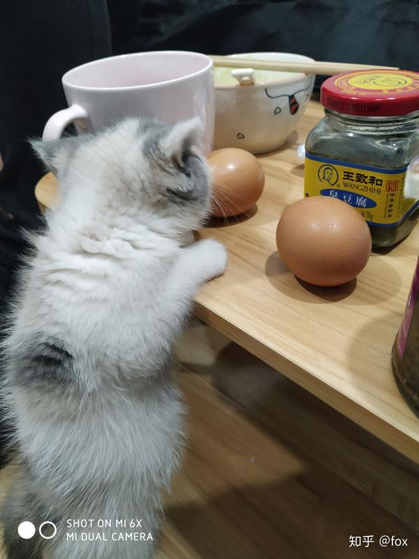猫不能吃鸡蛋!
