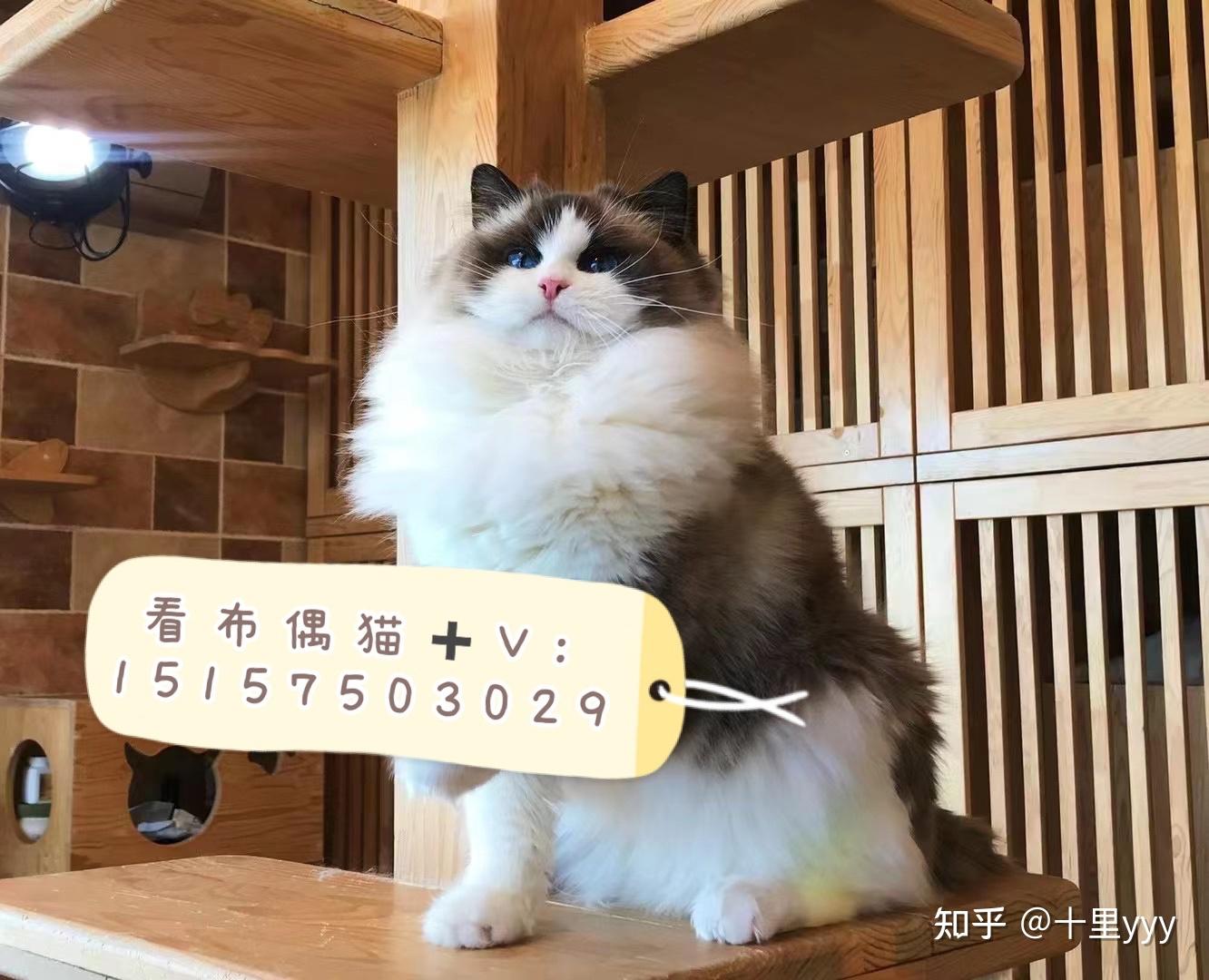 6,体重:布偶猫和缅因猫,西伯利亚猫同属最大的猫之一,公猫通常比母猫