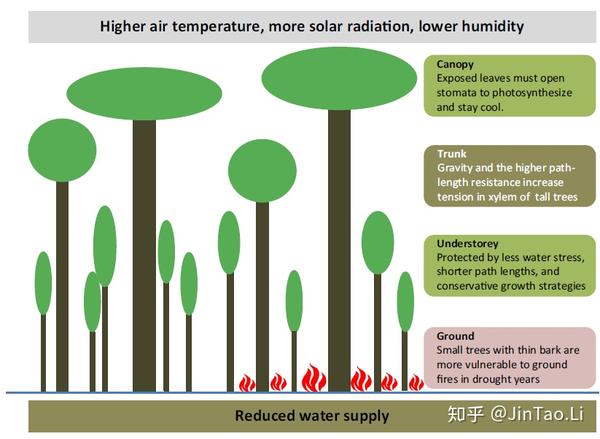 figure 2.干旱期间热带森林的垂直结构特征