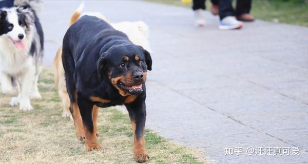 罗威纳是属于大型犬种的猛犬了,因为它不仅有壮硕的体型,同时它还有一