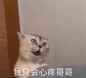 抖音超火wow哇哦猫咪表情包丨骂骂咧咧猫咪表情包