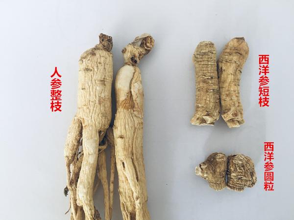 真假西洋参辨别!人参和西洋参的区别?西洋参哪个牌子好?