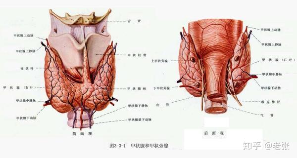 甲状腺学习笔记6