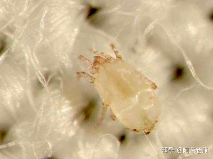 [3] 空气污染的生物因素主要有尘螨等微生物及其排泄物,细菌,霉菌