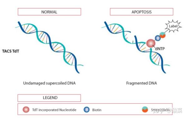 细胞凋亡时dna双链或单链断裂会产生大量的粘性3-oh末端.