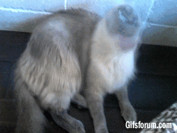 猫咪吐舌头不只是纯卖萌!也是在向你发送这些信号.