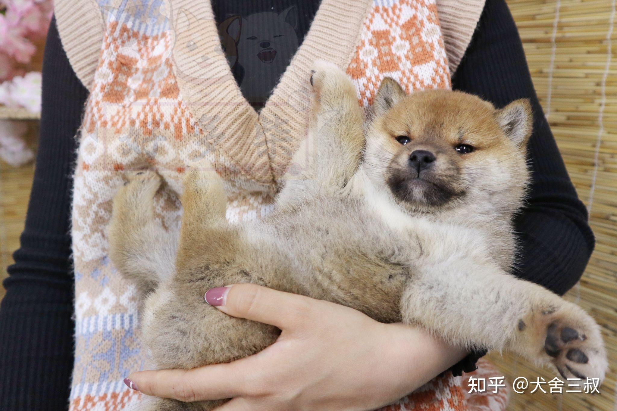 柴犬百科柴犬掉毛的原因以及毛发生长亮丽顺滑的方法