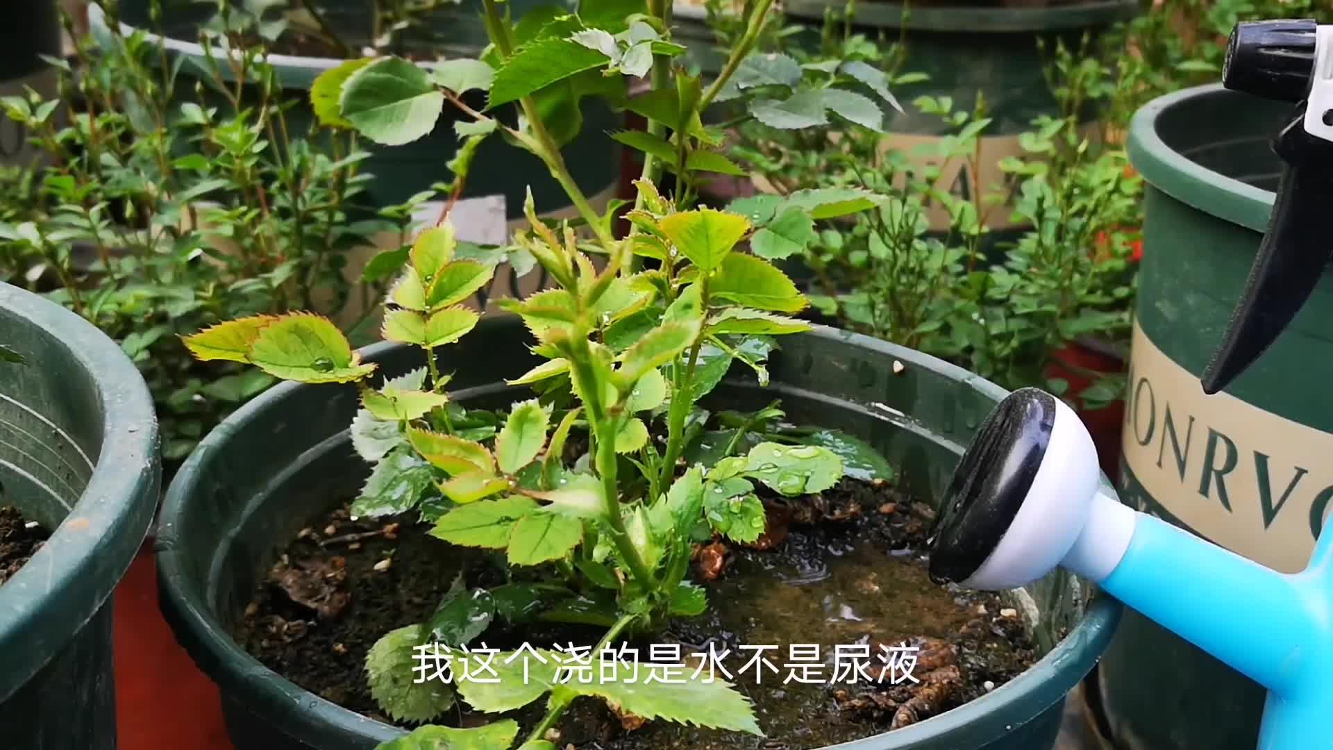 尿液能用来浇花淋菜吗?很多人都不知道的小秘密!阳台种植日常