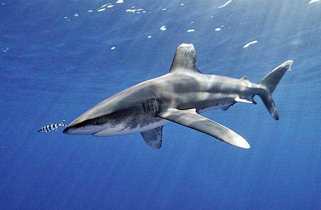 还在评选鲨雕新闻科学家发现了真正的鲨雕雕鼠鲨