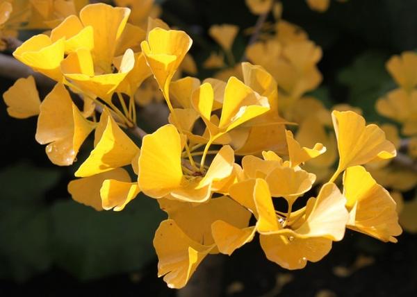 【 银杏 ginkgo biloba 】 银杏科 ginkgoaceae >> 银杏属 ginkgo
